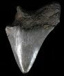 Partial, Megalodon Tooth - South Carolina #39261-1